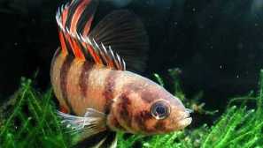 Ktenopoma anzorga, ktenopoma ansorgii (мікрохенопома ансоргі, ctenopoma ansorgii)