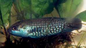 Ktenopoma pearl, ktenopoma pearl (microftenopoma damasi, ctenopoma damasi)