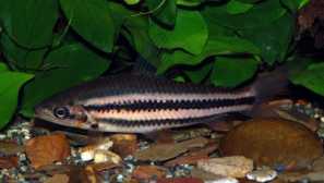 Leporin arkus: опис та вміст.