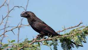 Личинки ані