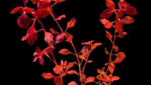 Людвіг супер рідко, фото, відео.