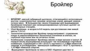 Найкращі породи бройлерів: опис із фотографіями, основні характеристики