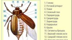Мей жук (травень хрушх)