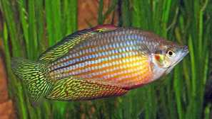 Вишнев меланотенія (меланотанія splendida inornata)
