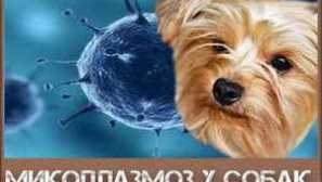 Мікоплазмоз у собак: симптоми та лікування