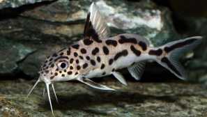 Мультикова (synodontis multiputcatus, synodontis multipuncata)
