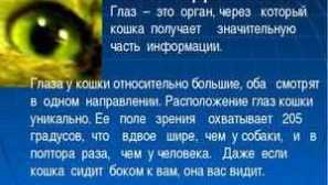 Наш світ очима кішок: цікаві факти про їх здатність бачити