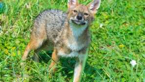 Звичайний шакал, або азіатський шакал