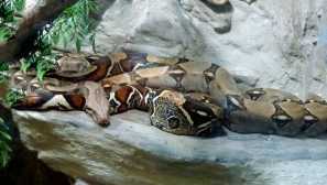 Звичайний боа