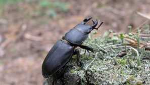 Звичайний (лат. Dorcus parallelipipedus) - жук родичі рогач.
