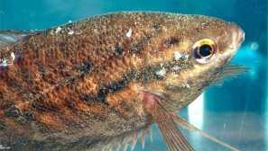 Оодініоз: причини, лікування, симптоми.