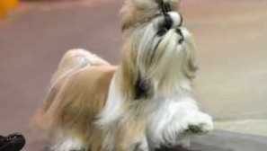 Опис shitsita породи собак: стандарти, характер та догляд