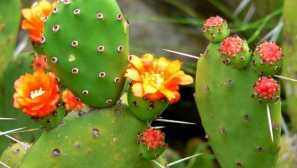 Опис успіху, догляд, зростання, застосування, фото, відео, відтворення