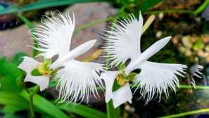 Орхідея хабенарія радіана