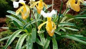 Орхідея pafiopedilum