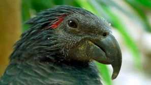 Папуга eagle pitomets за ціною півмільйона рублів