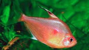 Ornaatus redotochny