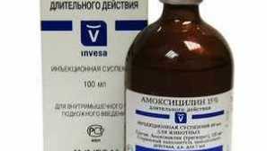 Основні антибіотики широкого спектру для кішок