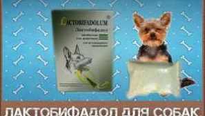 Особливості використання лактобіфадолу для собак