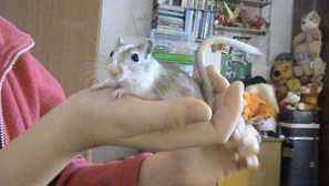 Особливості вмісту та догляду за пісковиками