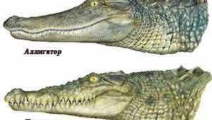 Різниця алігатора і крокодила. Що може відрізнятися