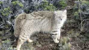 Pampas cat, або дзвіночки
