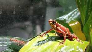 Панама харлекін