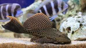 Boyptoperichthys gibbiceps: вміст та відтворення