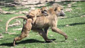 Павіан анубіс