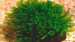 Hepter moss: опис, фото, відтворення, вміст