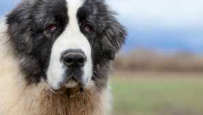 Pyrenee mastiff: історія породи та характер собаки
