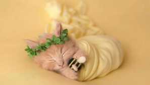 Чому кошенята помирають: причини смерті новонароджених та старших немовлят допомагають домашньому улюбленцю