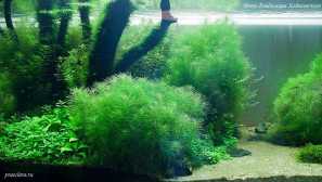 Pogostemon erektus вміст опис фото відтворення