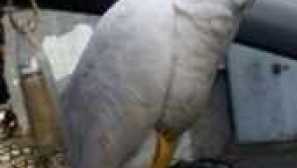 Parrot caccadus опис, особливості, типи