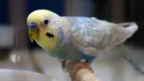 Папуга спонукала свого дядька в урахуванні