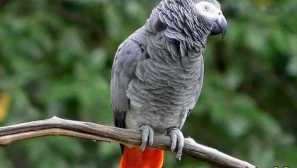 Parrot jaco: опис, інтелект, lifespan