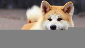 Порода hachiko - власність японії та хорошого друга людини