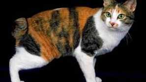 Bobrtail cat порода - особливості вмісту та фотографії домашніх тварин