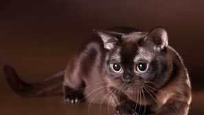 Порода котів бірма - опис та фотографії бумана cat
