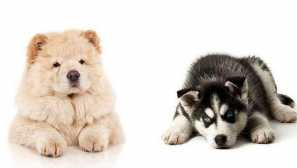 Prince-half-blood: top popular mastets chow chow