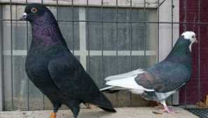 Принципи голубної пошти