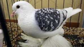 Про голубів