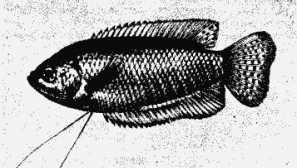 Веселка риба, трихогастер.- trichogaster fasciatus bl.