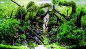 Рослини для створення aquasker