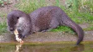 Річка otter: опис форми, фото