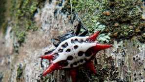 Рогатий павук, або шипований павук-різак (лат. Gastercantha cancriformis).