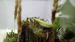 Найцікавіші факти про комах