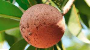 Sapodilla, або масло