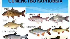 Кіпрініда карп сім'я - акваріум та прісноводна риба