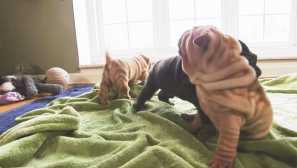 Sharpei
